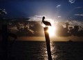 The Gulf Oil Crisis- Why I Still Care About the Effects of the Deepwater Horizon Oil Disaster