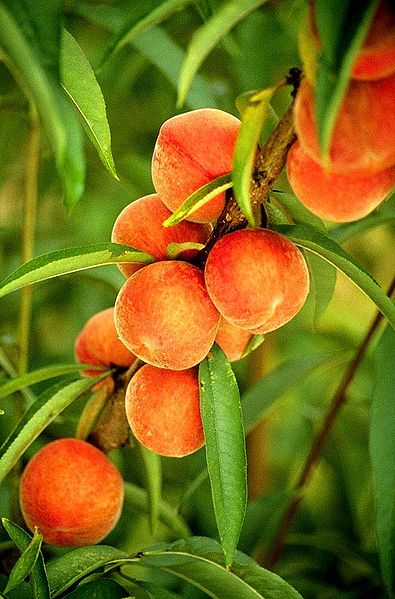Beautiful peaches 