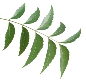 neem leaves are slighly cresent shaped with serrated edges