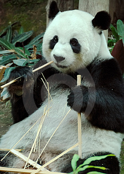 The giant panda is under threat due to a shrinking environment. The Chinese have attempted to breed them in captivity with limited success.