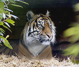 The tiger is under threat due to the pressure of agriculture and industry.