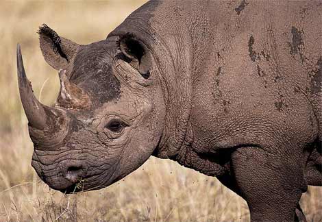 The black rhino, prized for its horn is under threat. As the numbers dwindle, the price of the horn goes up, increasing the attractiveness to the poacher.