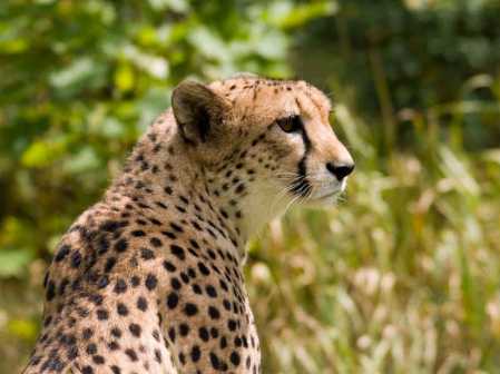 The cheetah was already under threat before man increased it. All of these animals need protection, especially from humnanity.