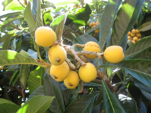 A cluster of fresh loquats / Photo by E. A. Wright