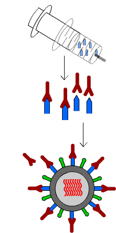 Vaccine: From  http://library.thinkquest.org