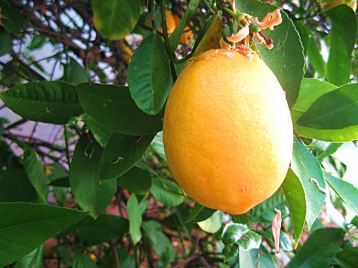 A Meyer lemon