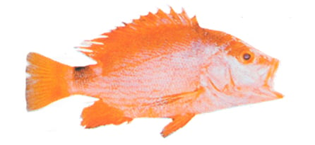 the red snapper