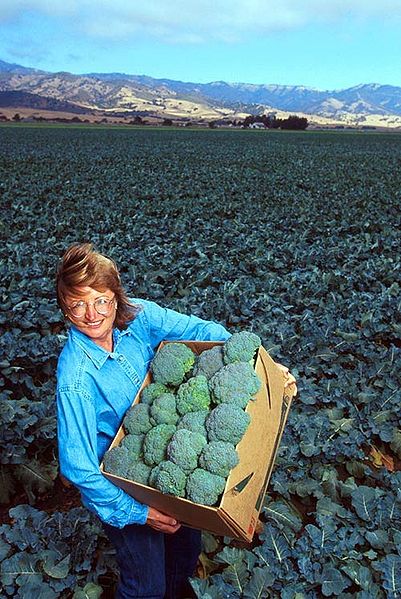 Broccoli growing in the field, and some being harvested