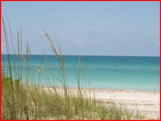 Florida protects sea turtle nesting sites, like this grassy patch. So far naturalists have counted a least 300 dead sea turtles, so all efforts to save this endangered species are being undone.