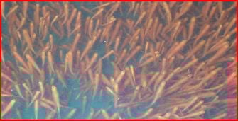 I don't know why these little guys show red here. I assure you they were silver.