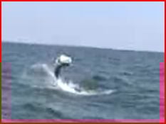 A tarpon leaping -- sorry for the poor quality.