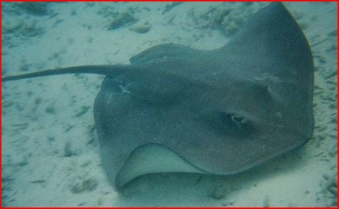 A ray in about six feet of water.