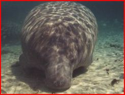 Manatee -- picture taken by my friend Roy, in the canal at Venice, Florida