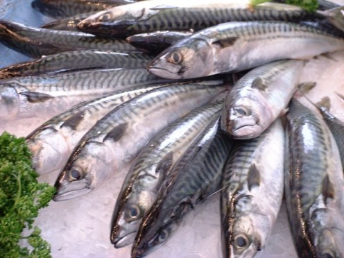 You can use just about any fish for this chowder, fresh fish is best