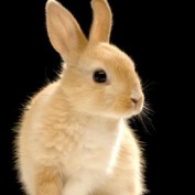 daisybunny profile image