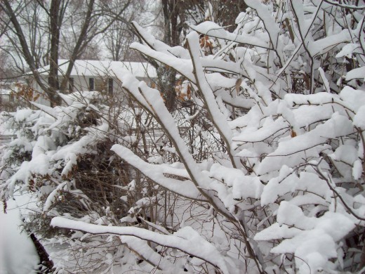 ...or the beauty of a winter snow