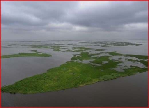 The fragile salt water marches of Louisiana -- breeding grounds for thousands of Gulf species -- birds, fish and crustaceans. Did the booms put in place work? We are told by those that live there, no they did not.