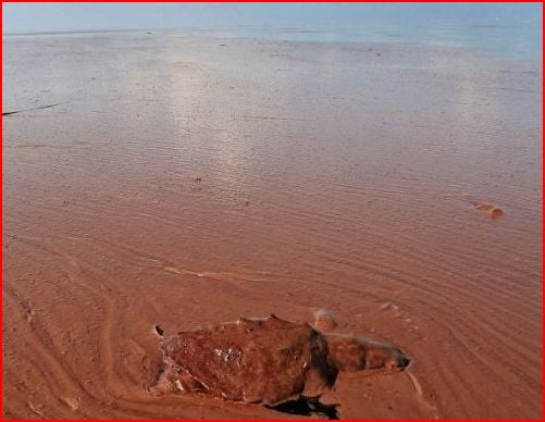 Dead sea turtle. So far at least 300 of these endangered creatures have been found dead.