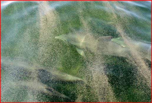 Dolphins swimming underwater trying to avoid the slick above them.