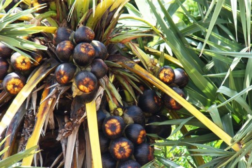 Toddy palm