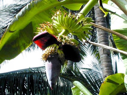 Banana or plantain tree