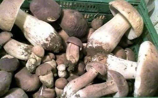 Porcini Mushrooms