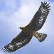 First Eagle profile image