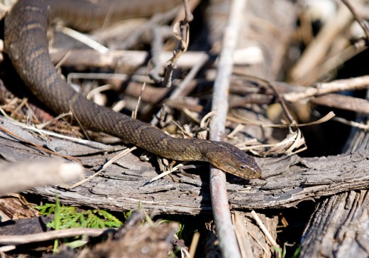 Dangerous Water Snake