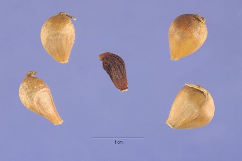 cloves of garlic 