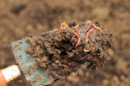 Red Wiggler worms composting