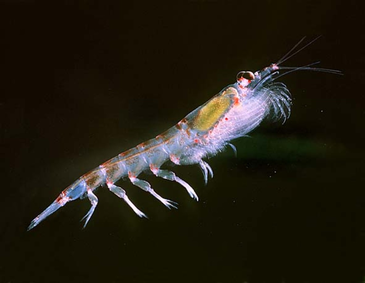 Is Krill Oil The Best Source of Omega 3?