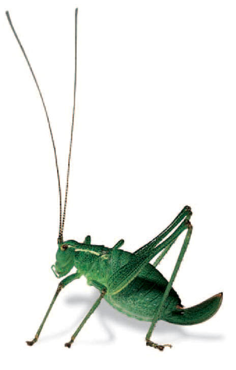 Get Facebook on Cricket Wireless
