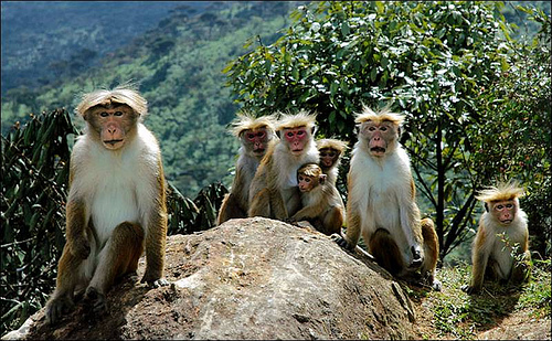 Sri Lanka Toque Macaque Monkey Wildlife