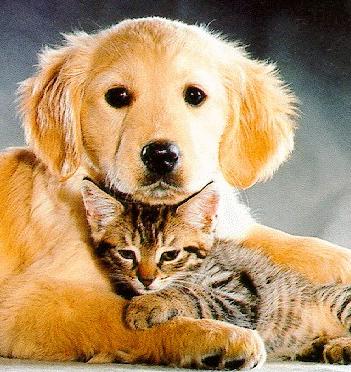 Cat and dog