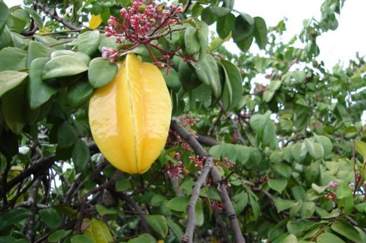 Starfruit and blossoms growing in a tree. 