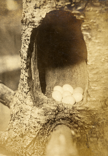 Clutch of typical Flicker eggs/photo courtesy Flickr.com.
