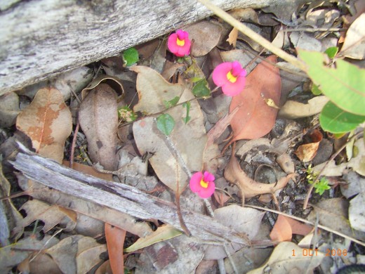 When did you last even see the tiny flower under your fast moving feet?