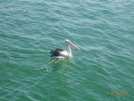 Would you miss the majestic pelican who seem equally undisturbed by your comings and goings..