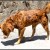 http://www.flickr.com/photos/sukanto_debnath/503215128/ http://www.flickr.com/photos/sukanto_debnath/503215128/