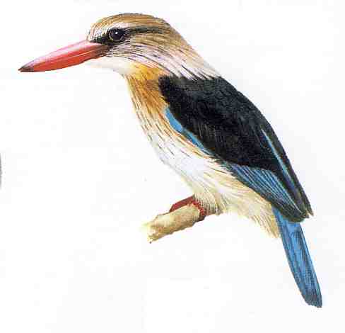 A brown headed kingfisher. Since I couldn't get a photo of my visitor I use this illustration from Kenneth Newman's "Birds of South Africa"