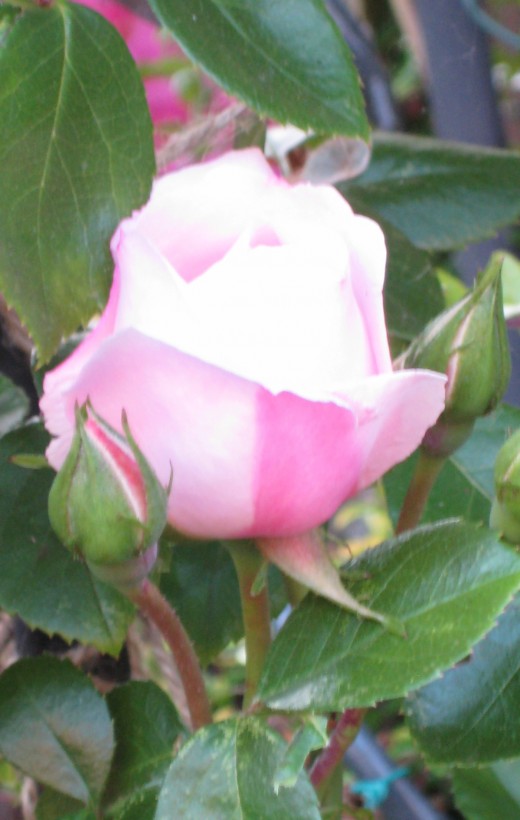 photo: pink rose