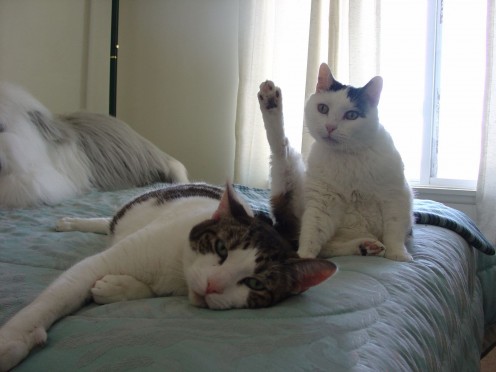 We Ain't Taking No Medicine