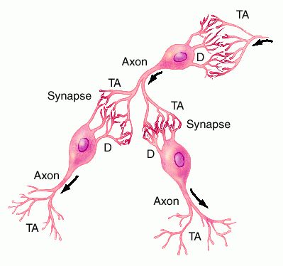 New synapses are developed while fostering a new learning
