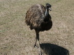 Hard to get to an emu in the bush. They run fast !