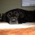 http://www.flickr.com/photos/pacdog/111571746/ http://www.flickr.com/photos/pacdog/111571746/