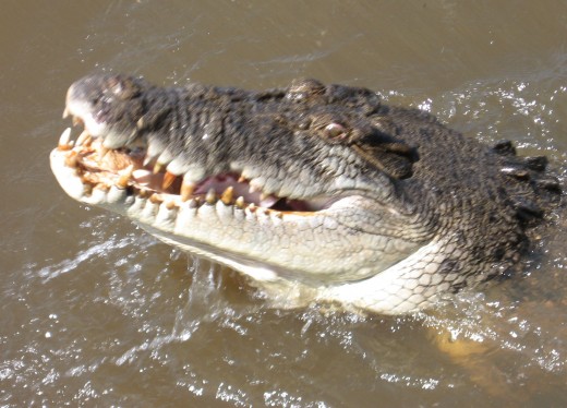 A typical Estuarine Saltwater Crocodile (This one photographed on the Adelaide River, NT by Salty Mick)