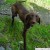 http://imagesfrombulgaria.com/v/Rila/Eleshnitsa/Dog.jpg.html http://imagesfrombulgaria.com/v/Rila/Eleshnitsa/Dog.jpg.html
