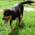 http://www.flickr.com/photos/outlier_dogs/3624639281/ http://www.flickr.com/photos/outlier_dogs/3624639281/
