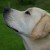 http://www.flickr.com/photos/sidspage/602998438/ http://www.flickr.com/photos/sidspage/602998438/