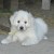 http://www.flickr.com/photos/slovensky_cuvac_usa/2339673119/ http://www.flickr.com/photos/slovensky_cuvac_usa/2339673119/